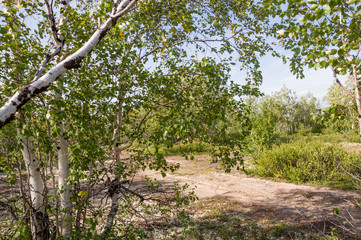 Birch grove and bright blue sky. Green trees in the summer forest. Travel on nature. Landscapes, North