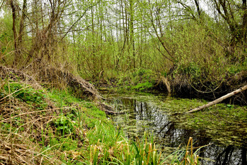 A narrow river flows through the deciduous forest, the banks of which are overgrown with grass.