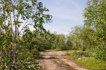 Birch grove and bright blue sky. Green trees in the summer forest. Travel on nature. Landscapes, North