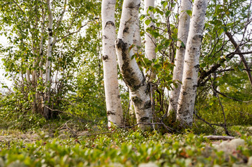 Fototapeta premium Birch grove and bright blue sky. Green trees in the summer forest. Travel on nature. Landscapes, North
