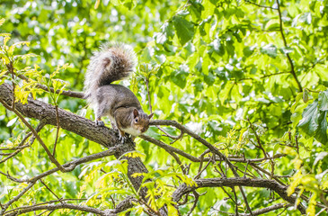 Gray squirrel on a tree branch