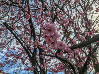 Flowering cherry flowers. Spring. Pink and white cherry flowers.