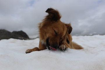Fototapeta na wymiar dog eat snow