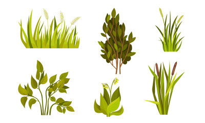 Different Lush Bushes and Grass with Reed Plant Vector Set - obrazy, fototapety, plakaty