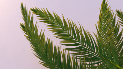 Naklejka premium 3d render of green palm leaves on blue background. Foliage with the depth of field.