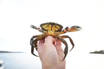 A small yellow crab in a hand, close-up. Yacht marina in the background. Environmental conservation theme. Craighouse, Jura island, Inner Hebrides, Scotland, UK