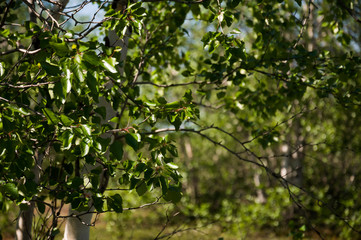 Birch grove and bright blue sky. Green trees in the summer forest. Travel on nature. Landscapes, North