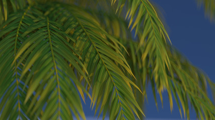 3d render of green palm leaves on blue background. Foliage with the depth of field.