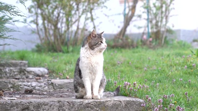 Beautiful siberian grey and white cat sitting in the garden, enjoying spring day