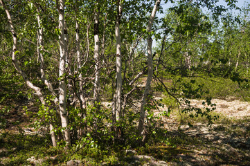 Fototapeta premium Birch grove and bright blue sky. Green trees in the summer forest. Travel on nature. Landscapes, North