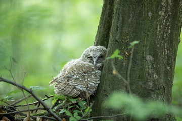 młoda sowa, puszczyk, owl © meegi