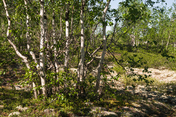 Fototapeta na wymiar Birch grove and bright blue sky. Green trees in the summer forest. Travel on nature. Landscapes, North