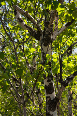 Birch grove and bright blue sky. Green trees in the summer forest. Travel on nature. Landscapes, North