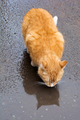 Close-up of a red cat drinking from a puddle on the street
