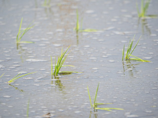 田植え直後の苗