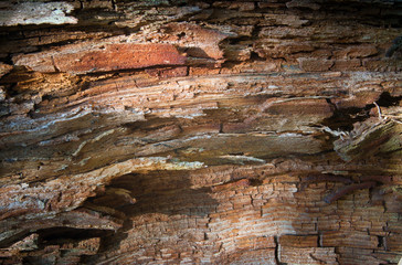 Old pine. In the frame a fragment of the trunk with bark. Yellow, red, brown. Horizontal frame. Photographed in Ukraine, Kharkiv region. Color image.