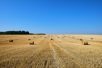 Fresh Hay bales in agriculture stubble field under blue sky during wheat harvest time