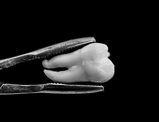 bad real tooth removed in the dental forceps on black background