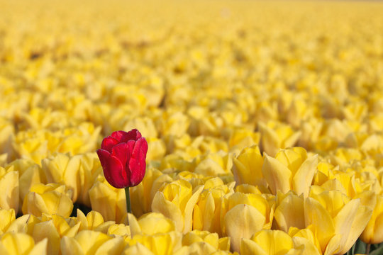 One red tulip in yellow field, individual standing tulip in flower field, red tulip on the left