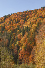 Fototapeta premium autumn in the mountains
