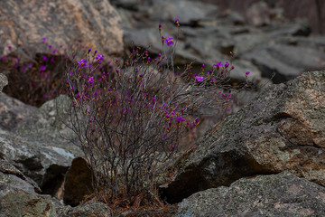 Pink rhododendron flowers