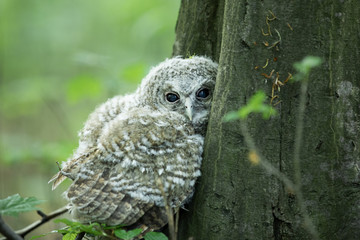 mała sowa puszczyk, owl © meegi