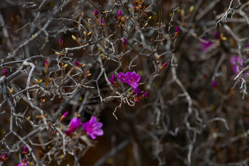 Pink rhododendron flowers
