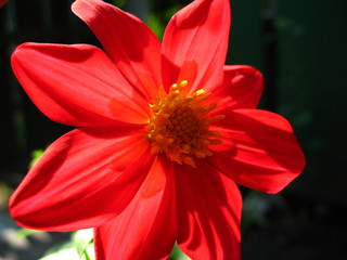 red dahlia flower