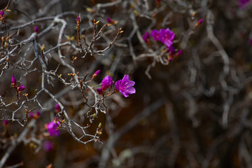 Pink rhododendron flowers