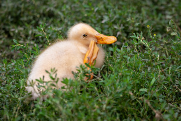 Summer day. In the frame is a small yellow duckling. She scratches her head with her paw. The colors are white, orange, green, yellow. Horizontal frame. Photographed in Ukraine, Kharkiv region.
