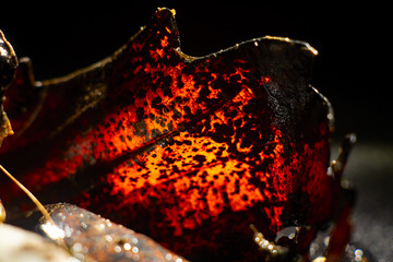 Macro photography of a yellow oak leaf