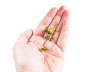 Woman hand micro greens sprout of mustard on the palm isolated on white. Microgreens Vegan and healthy eating, organically grown, vegetarian diet concept. Germination of seeds at home. Sprouted seeds.