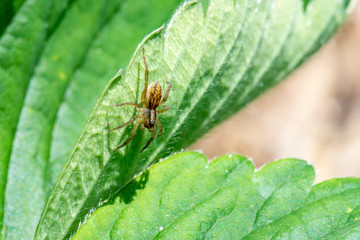 Garden Spider on the Underside of a Strawberry Leaf