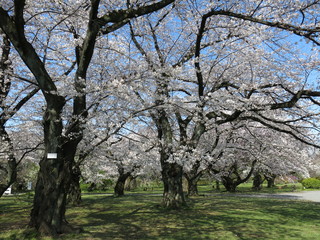 桜が美しい春の小石川植物園（ソメイヨシノ林）　Koishikawa Botanical Gardens