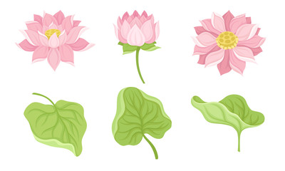 Waterlily Flower and Its Parts Isolated On White Background Vector Set