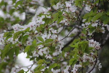 山桜