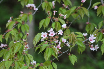 Fototapeta premium 山桜