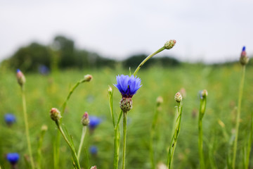 Meadow with blue flowers (Centaurea cyanus). View of polish field. 