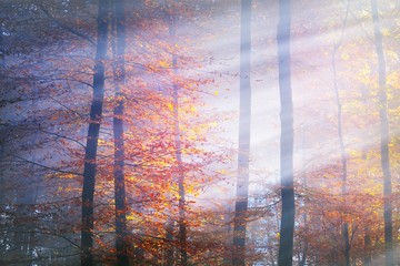 Sun rays flowing through the colorful red, orange and yellow beech trees, close-up. Mysterious...