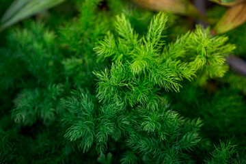 Fototapeta premium Close-up view of the various plants planted in the park,for the beauty of the spectators,fresh and comfortable,while resting during the day