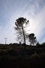 lonely tree on the hill