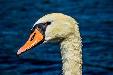 Portrait of a mute swan, female. Masurian, polish lake in the background.
