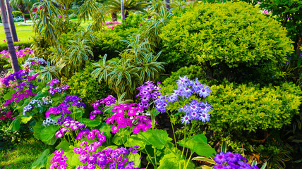 green grass with tiny flowers in garden