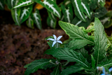 Close-up view of the various plants planted in the park,for the beauty of the spectators,fresh and comfortable,while resting during the day