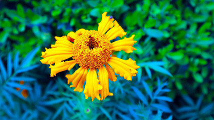 Signet Marigold Flower on Blooming Season