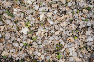 .dry leaves and grass sprouts texture background. Oak leaves and microgreen on the wallpaper. Autumn wallpaper