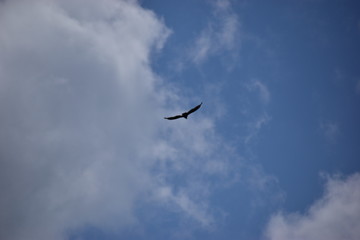 bird in the blue sky