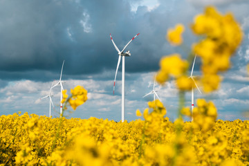 Windfarm in northern Germany surrounded by yellow raps field and blue sky
