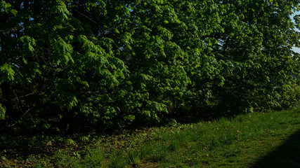 drzewa i krzewy. © Bernadeta