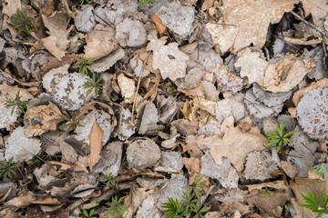 .dry leaves and grass sprouts texture background. Oak leaves and microgreen on the wallpaper